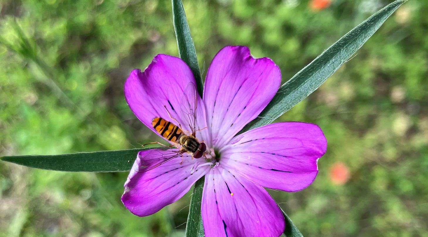 Biodiversitet_måling og monitorering af naturens variation