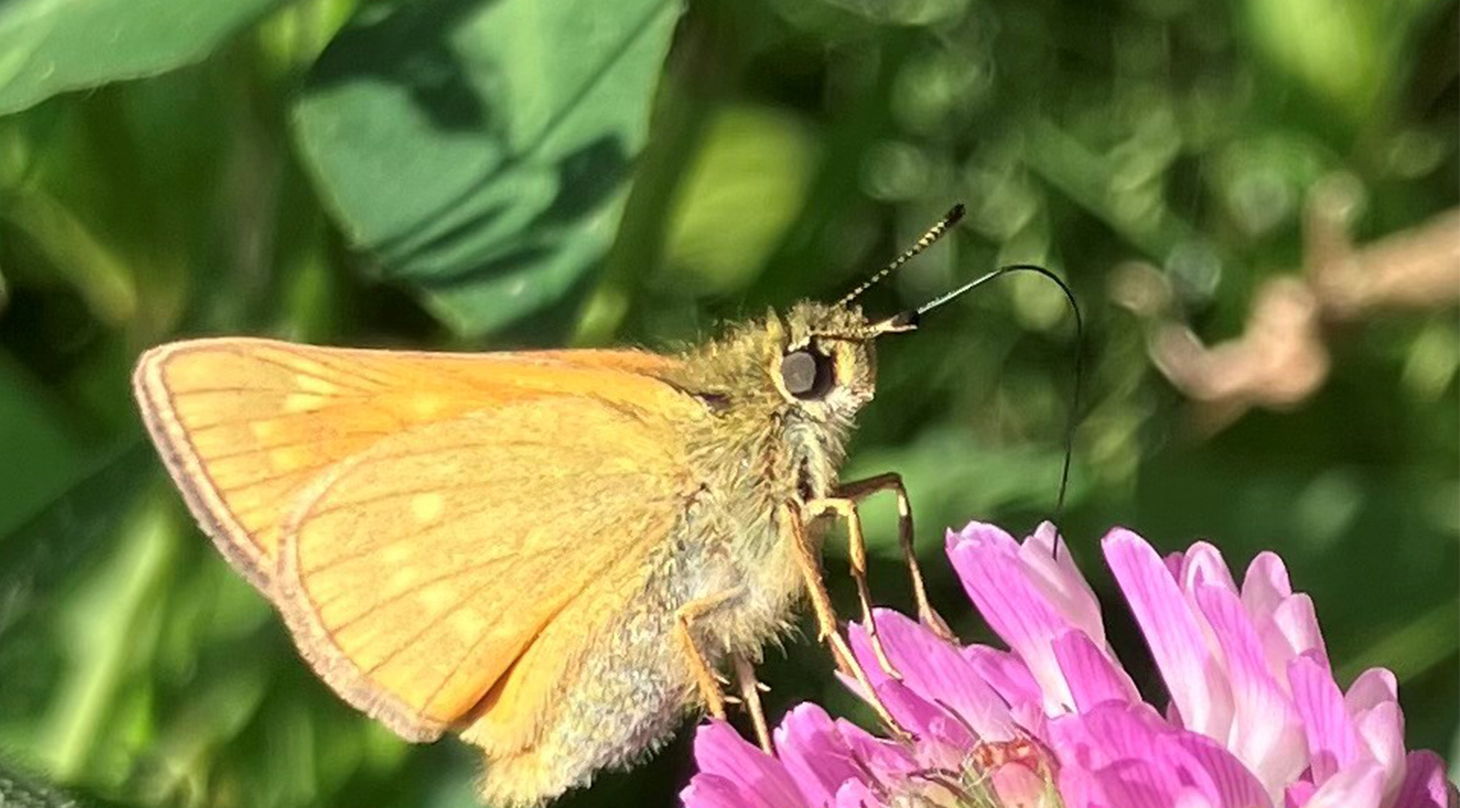 Biodiversitet - måling og monitorering af naturens variation_2